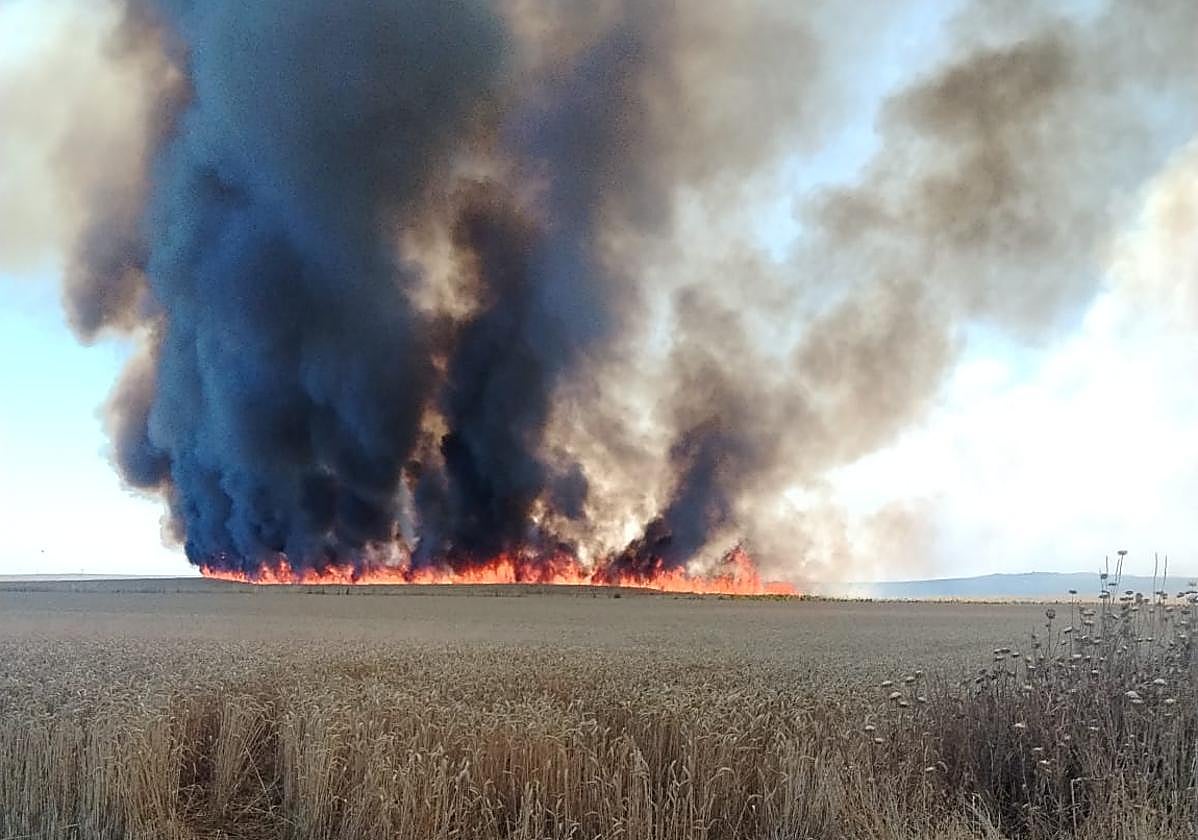 un-incendio-arrasa-88-hect-reas-de-cereal-en-tierra-de-campos-el